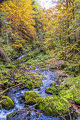 Bruyant torrent, rushing through a deciduous forest, in the Vercors Regional Natural Park, Isère, France