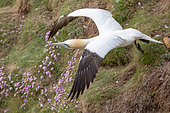 Northern Gannet (Morus bassanus) in flight, on the cliff of Troup Head, Scotland