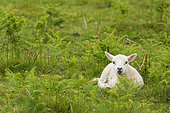 Scottish Blackface lamb, on the Isle of Mull, Scotland