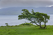 Tree and landscape of the Isle of Mull, Scotland