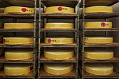 Cellar of the Vercors-Lait cooperative, in Villard-de-Lans, where the "Bleu du Vercors-Sassenage" is made, Isère, France