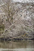 Great cormorants (Phalacrocorax carbo) at rest in winter, in a tree on the banks of the Petit-Rhône, Camargue, France