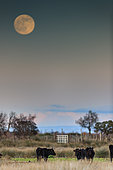 Moonrise and Camargue breed bulls, Camargue, France