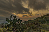 Prickly pear cactus and sunset from Cap Norfeu, Catalonia, Spain