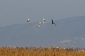 Marsh harrier (Circus aeruginosus) put to flight by Mallards (Anas platyrhynchos), in the Aiguamolls marsh, Spain
