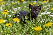 Kitten a few weeks old discovering the lawn in a garden, France