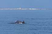 Bottlenose dolphins (Tursiops truncatus) in the Mediterranean Sea, off Saintes-Maries-de-la-Mer, Camargue, France