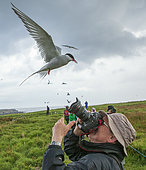 Arctic Tern (Sterna paradisaea) attacking a photographer to defend its nest, Farnes Islands, Great Britain
