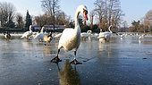 Ducks, swans, geese and seagulls on a frozen lake in the Bois de Vincennes in winter. Bois de Vincennes. Paris (75012). France.