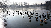 Bois de Vincennes. Ducks, swans, geese and seagulls on a frozen lake in the Bois de Vincennes in winter. Paris (75012). France.