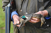 France. Hunting. The European commission has adopted in january 2021 a ban on using lead 100m around any wetland in Europe. So far in France, the ban is only 30m. In the future, the lead will be totally banned as 6000 tons of lead is put into nature by hunters every year. There is already new anmunitions with zinc, steel, tungsten and bismuth. Here a hunter with a teal.