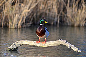 France. Hunting. The European commission has adopted in january 2021 a ban on using lead 100m around any wetland in Europe. So far in France, the ban is only 30m. In the future, the lead will be totally banned as 6000 tons of lead is put into nature by hunters every year causing death of thousands of birds (here a mallard) eating lead balls.
