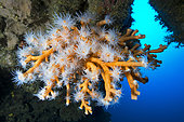 Orange Coral (Dendrophyllia Ramea). Marine invertebrate, cnidarian. Tenerife, the seabed of the Canary Islands.