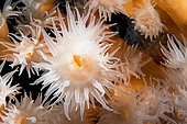 Orange Coral (Dendrophyllia Ramea), polyps detail. Marine invertebrate, cnidarian. Tenerife, the seabed of the Canary Islands.