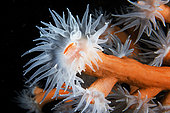 Orange Coral (Dendrophyllia Ramea), polyps detail. Marine invertebrate, cnidarian. Tenerife, the seabed of the Canary Islands.
