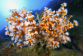 Orange Coral (Dendrophyllia Ramea). Marine invertebrate, cnidarian. Tenerife, the seabed of the Canary Islands.