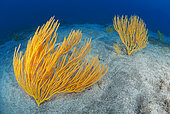 Yellow seafan (Leptogorgia viminalis), Underwater backgrounds of the Canary Islands, Gran Canaria..
