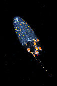 Zooplankton. Pelagic micro organism that is part of plankton (unidentified species). It lives dragged by the marine currents and it is common to observe it in spring. Marine invertebrates of the Canary Islands.
