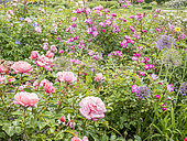 Rosa 'Lavander Dream', Rosa 'Botticelli', Allium aflatunense