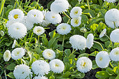 Lawndaisy 'Super Pompon Blanc', Bellis perennis 'Super Pompon Blanc', flowers