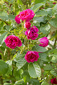 Rosa 'Grootendorst Suprême', flowers