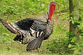 Wild turkey (Meleagris gallopavo), tom, found in North America, captive, North Rhine-Westphalia, Germany, Europe