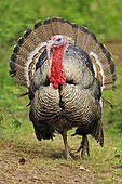 Wild turkey (Meleagris gallopavo), tom, found in North America, captive, North Rhine-Westphalia, Germany, Europe