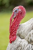 Domesticated Turkey (Meleagris gallopavo f. domestica), cock, Saxony-Anhalt, Germany, Europe