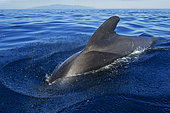 Pilot whale (Globicephala macrorhynchus) on the surface with the island of La Gomera in the background. Tenerife, Canary Islands.