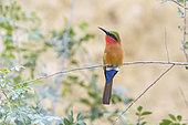 Red-throated Bee-eater (Merops bulocki), Murchison falls national park, Uganda