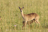 Oribi (Ourebia ourebi) nursing, Murchison Falls National park, Uganda