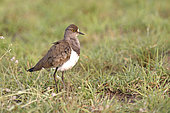 Senegal lapwing (Vanellus lugubris) on ground, Queen Elizabeth NP, Uganda