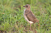 Senegal lapwing (Vanellus lugubris) chick, Queen Elizabeth NP, Uganda