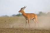 Uganda Kob (Kobus thomasi), Queen Elizabeth National Park, Uganda