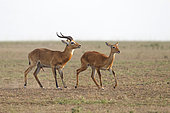 Uganda Kob (Kobus thomasi) rutting, Queen Elizabeth National Park, Uganda