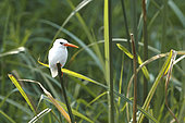 Malachite kingfisher (Corythornis cristatus) leucistic, Kazinga Channel, Uganda, June 2016