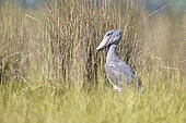 Shoebill (Balaeniceps rex), Mabamba wetland, Uganda