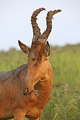 Lelwel Hartebeest (Alcelaphus lelwel), Murchison National Park, Uganda