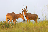 Lelwel Hartebeest (Alcelaphus lelwel), Murchison National Park, Uganda