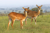 Uganda Kob, Murchison falls National Park, Uganda, July 2016