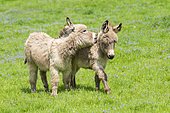Donkey or (Equus asinus asinus), playing young animals, foals, Germany, Europe