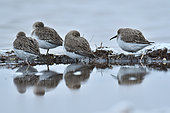 Dunlin (Calidris alpina) at rest, Sérignan Beach, Hérault, France