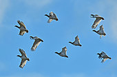 Little bustard (Tetrax tetrax) in flight, Sérignan, Hérault, France