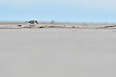 Kentish Plover (Charadrius alexandrinus) feeding on the beach, Sérignan, Hérault, Ftance