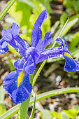 Iris hollandica 'Professor Blauw'
