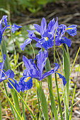 Iris hollandica 'Professor Blauw'
