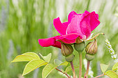 Rosa 'Rose à Parfum de l'Hay' Breeder : Gravereaux (FRA) 1901