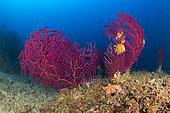 Seafan, Red Gorgonian, Paramuricea clavata, Vervece rock, Marine Protected area Punta Campanella, Massa Lubrense, Penisola Sorrentina, Costa Amalfitana, Italy, Tyrrhenian Sea, Mediterranean