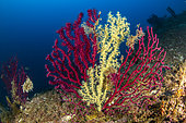 A slow predation, the false cblack coral (Savalia Savaglia) against the red gorgonian (Paramuricea clavata) Marine Protected area Punta Campanella, Massa Lubrense, Penisola Sorrentina, Costa Amalfitana, Italy, Tyrrhenian Sea, Mediterranean