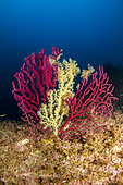 A slow predation, the false cblack coral (Savalia Savaglia) against the red gorgonian (Paramuricea clavata) Marine Protected area Punta Campanella, Massa Lubrense, Penisola Sorrentina, Costa Amalfitana, Italy, Tyrrhenian Sea, Mediterranean
